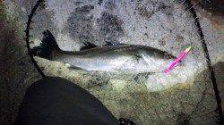 貝塚　周りも渋い中表層をデッドスローでシーバスゲット