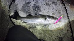 貝塚　周りも渋い中表層をデッドスローでシー…