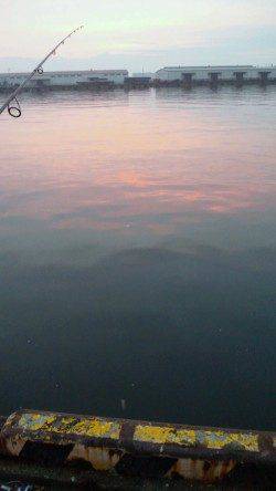 貝塚エリア、夕方〜夜にかけてのシーバス釣果