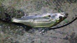 貝塚エリア、夕方〜夜にかけてのシーバス釣果