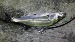 貝塚エリア、夕方〜夜にかけてのシーバス釣果…