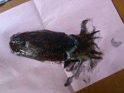 柴山港でのエギング・メバリング釣果