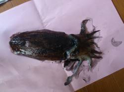 柴山港でのエギング・メバリング釣果