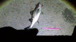 貝塚　バチパターンを読みシーバス1本ゲット