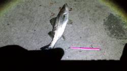 貝塚　バチパターンを読みシーバス1本ゲット…