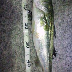 初めての岸和田地蔵浜　ルアーでバチ抜けシーバス60cm！　