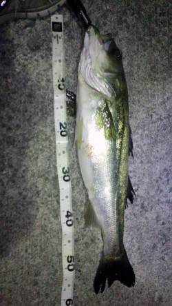 初めての岸和田地蔵浜　ルアーでバチ抜けシー…