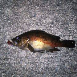 樽井でメバリング、数釣りが楽しめました。