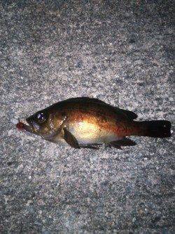 樽井でメバリング、数釣りが楽しめました。