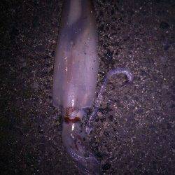 エギングでケンサキの釣果、メバルはリリースサイズのみ・・・