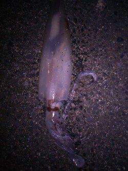 エギングでケンサキの釣果、メバルはリリースサイズのみ・・・