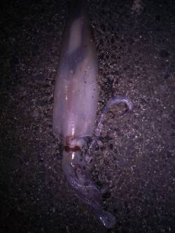 エギングでケンサキの釣果、メバルはリリース…