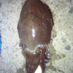 串本港 ヤエンでコウイカ&黒アナゴ75cm