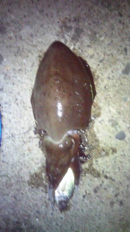 串本港 ヤエンでコウイカ＆黒アナゴ75cm…