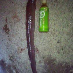 串本港 ヤエンでコウイカ&黒アナゴ75cm