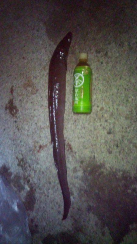 串本港 ヤエンでコウイカ&黒アナゴ75cm