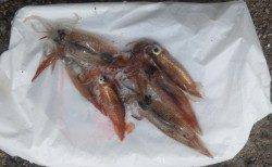 泉佐野　イカウキ釣りでスルメイカの新子6パイゲット☆