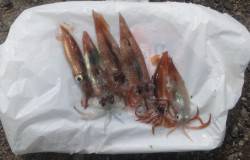泉佐野　イカウキ釣りでスルメイカの新子6パ…