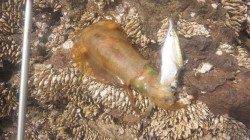 湯浅の磯でのヤエン釣り釣果