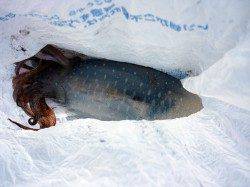 千田漁港 朝マズメにエギングでアオリイカ350gゲット