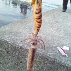 伊根でエギング、朝間詰め～９時までの釣果