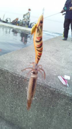 伊根でエギング、朝間詰め～９時までの釣果