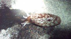 伊根エリアでのエギング釣果