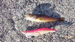 伊根エリアでのエギング釣果