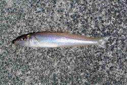 西三松　ちょい投げでキス＆ガシラがヒット