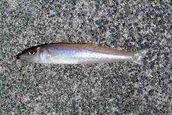 西三松　ちょい投げでキス＆ガシラがヒット