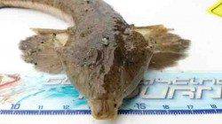 炬口　投げ釣りでキス〜20cm4匹☆