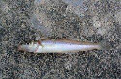 西三松　ちょい投げでキスの他ベラ10匹・ハゼ3匹