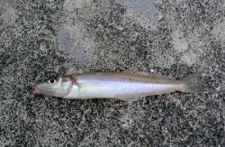 西三松　ちょい投げでキスの他ベラ10匹・ハ…