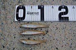 由良川河口　10年ぶりにサーフの投げ釣りでキス4匹