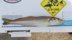 宮前浜で引き釣り、良型が顔を見せてくれました♪