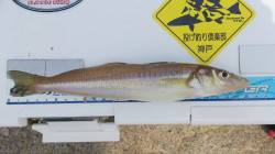 宮前浜で引き釣り、良型が顔を見せてくれまし…