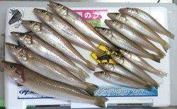 宮前浜で引き釣り、良型が顔を見せてくれました♪