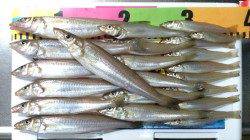 炬口　投げ釣りで待望の良型キス☆