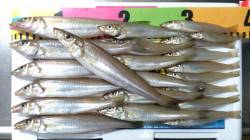 炬口　投げ釣りで待望の良型キス☆