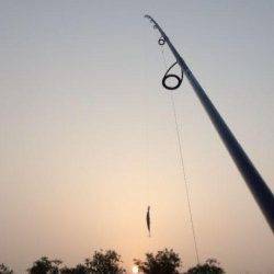 円山川でシーバス、朝マズメ狙い！