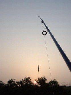 円山川でシーバス、朝マズメ狙い！