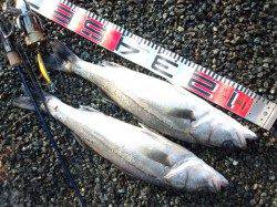 円山川でシーバス、朝マズメ狙い！