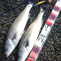 円山川でシーバス、朝マズメ狙い！