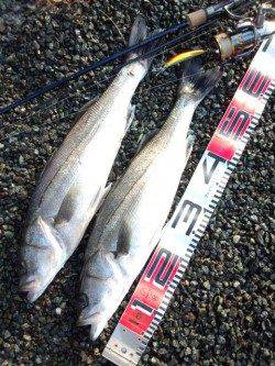 円山川でシーバス、朝マズメ狙い！