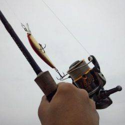 豊岡エリア、雨の中のシーバス釣果