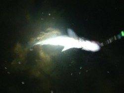 円山川河口で思い通りのポイントにルアーが落ちシーバスヒット