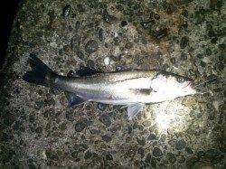 円山川河口で思い通りのポイントにルアーが落ちシーバスヒット