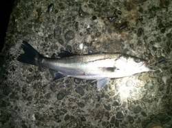 円山川河口で思い通りのポイントにルアーが落…