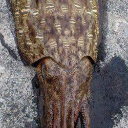 西三松　エギングでアオリイカ狙いも〜1.7kgのコウイカがヒット！