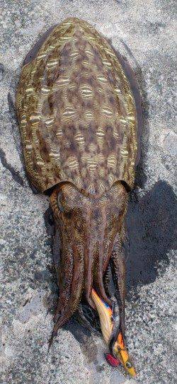 西三松　エギングでアオリイカ狙いも〜1.7kgのコウイカがヒット！